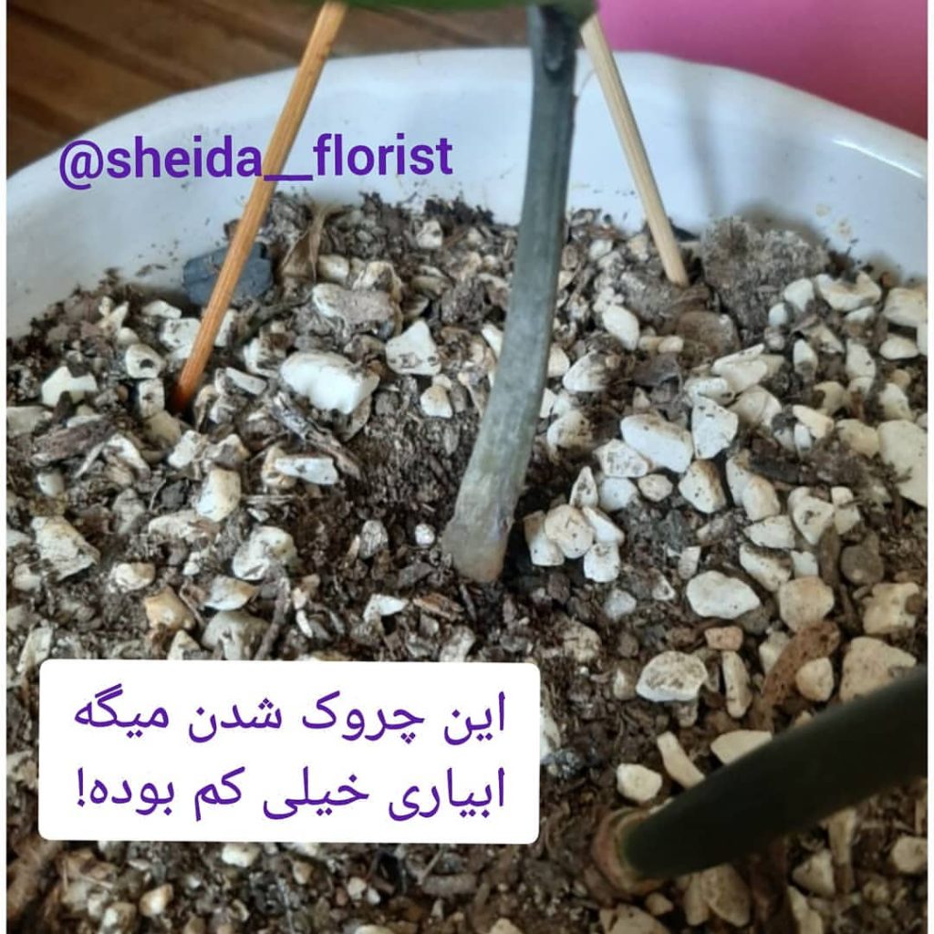 مشکلات زاموفیلیا 9