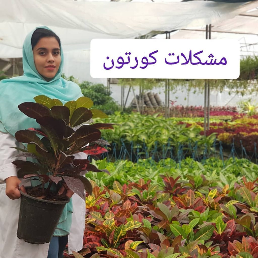 مشکلات کورتون 1