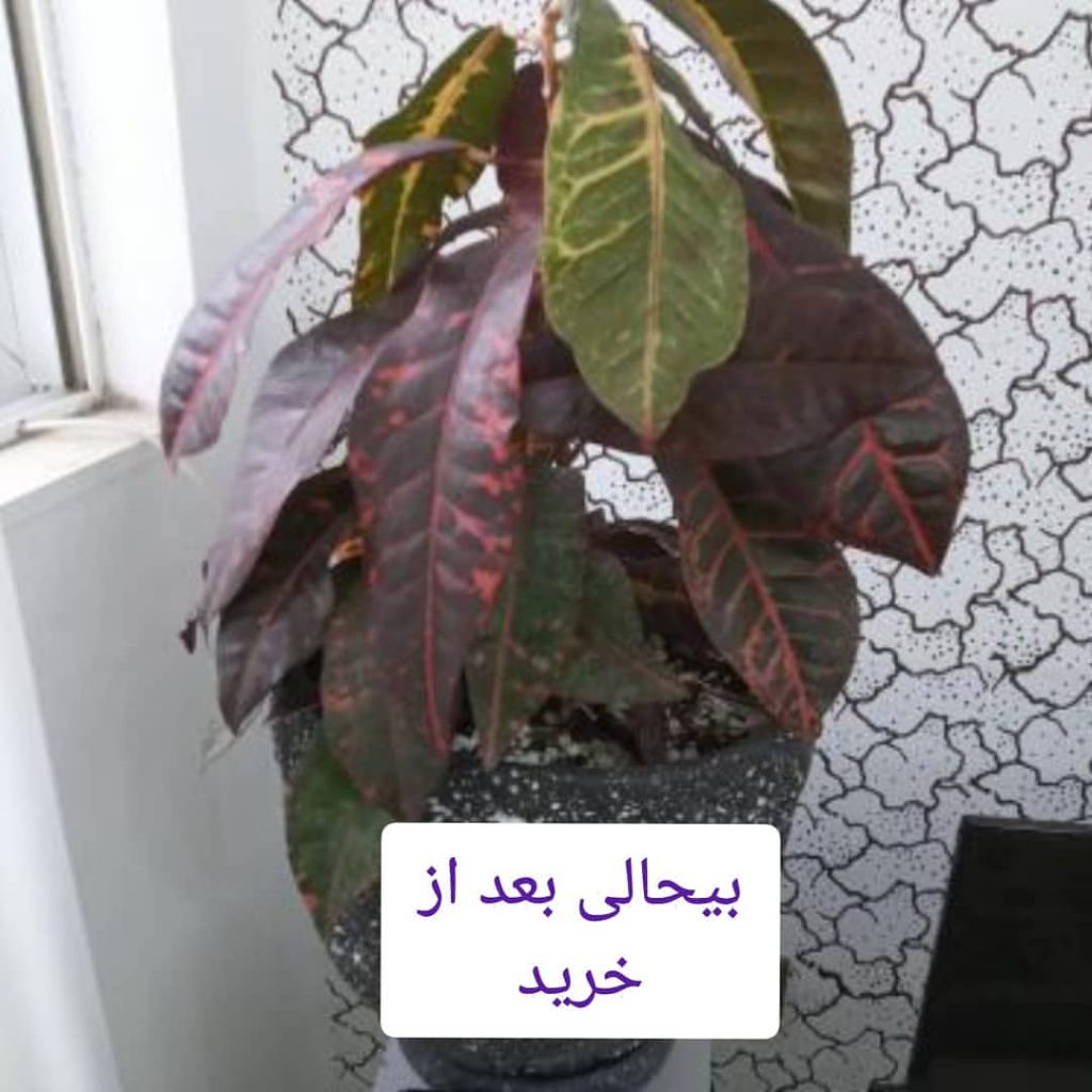 مشکلات کورتون1