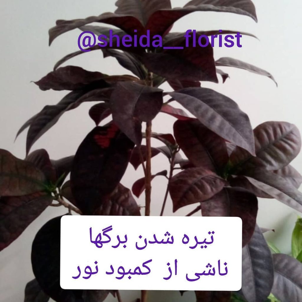 مشکلات کورتون2
