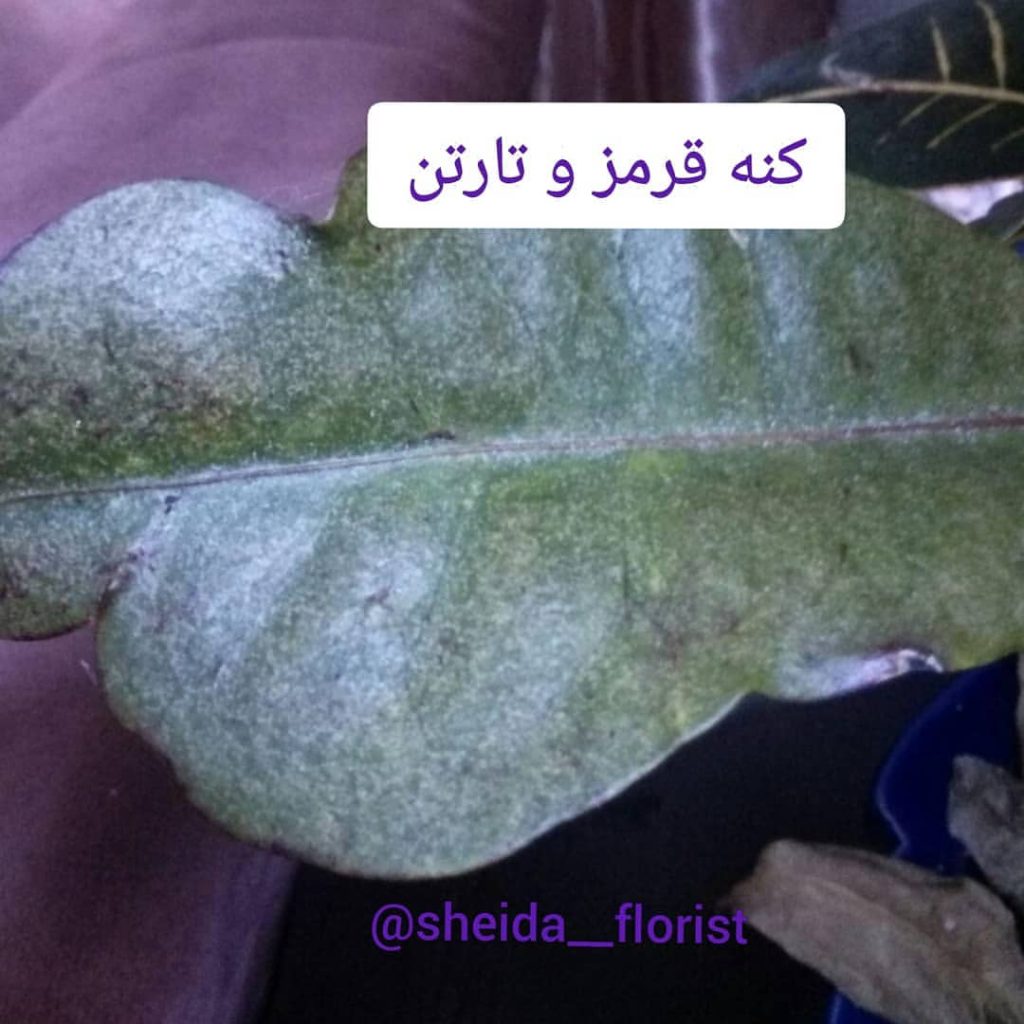 مشکلات کورتون3