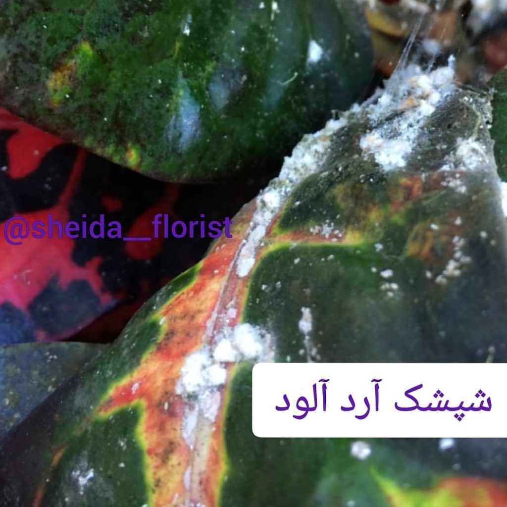 مشکلات کورتون4