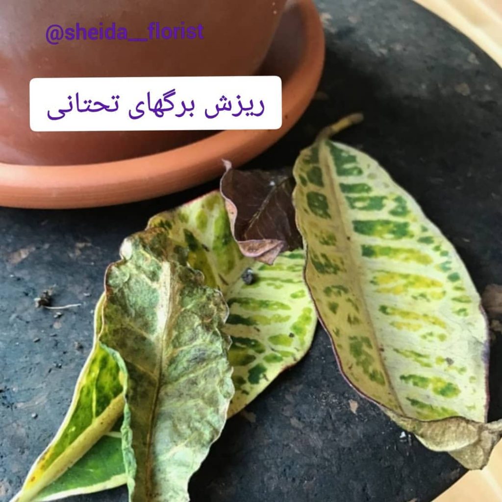 مشکلات کورتون5