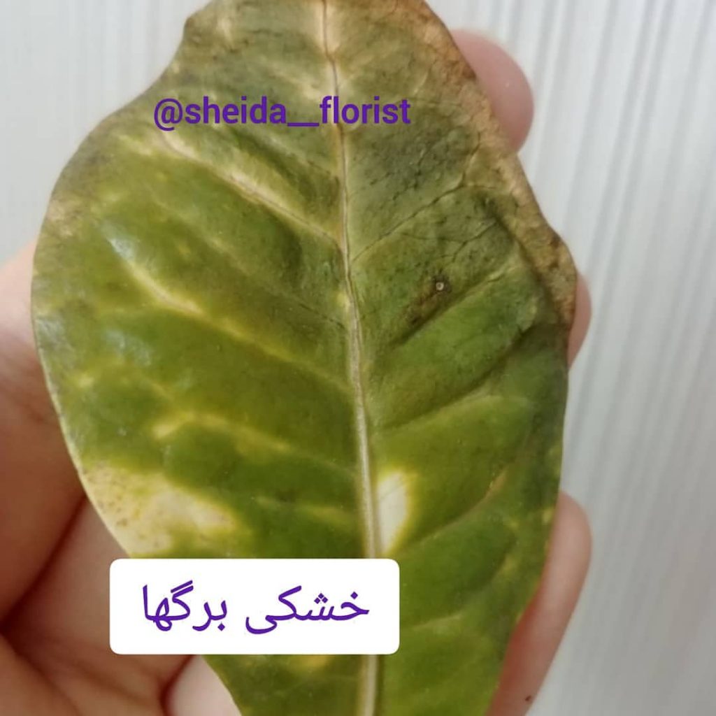 مشکلات کورتون6