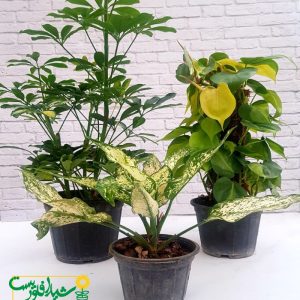 پکیج روز پدر 1