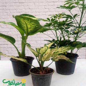 پکیج روز پدر 2