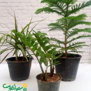 پکیج روز پدر 4