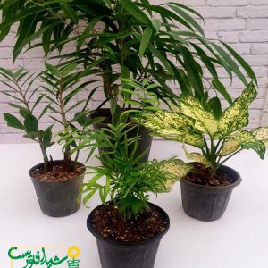 پکیج روز پدر 3