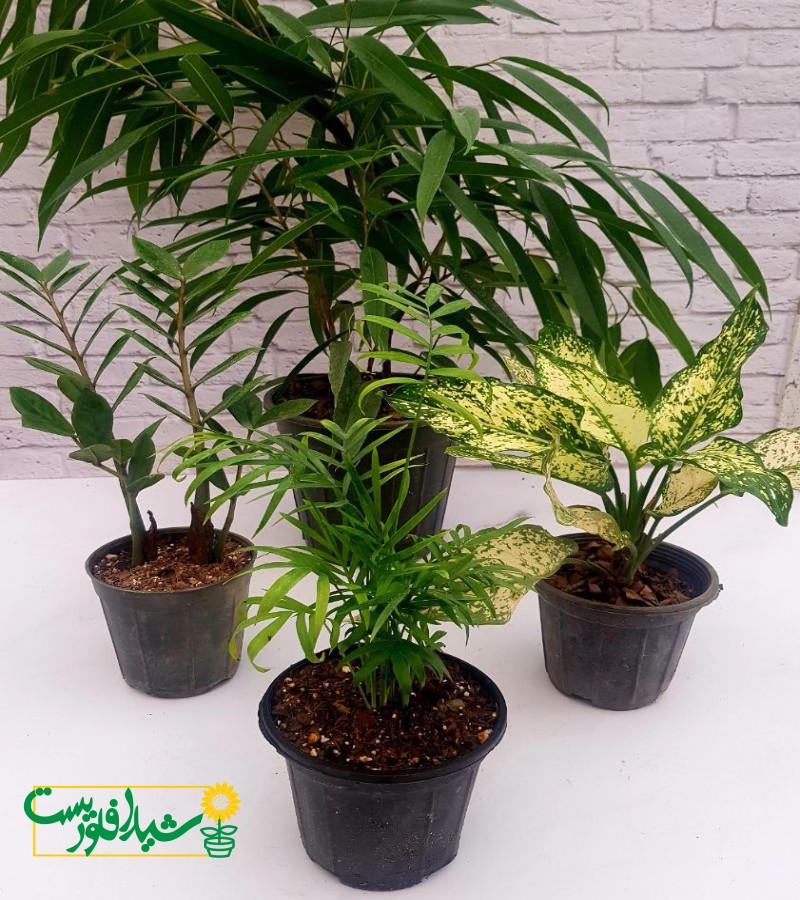 پکیج روز پدر 3